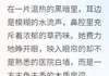 (全文在线阅读)穿越盛唐：与君共枕月光 主角林薇沈辞